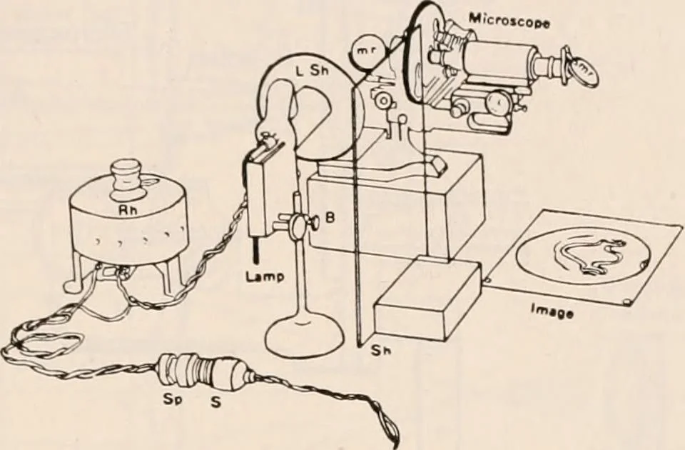 An illustration from The microscope; an introduction to microscopic methods and to histology, 1917, leaf 200