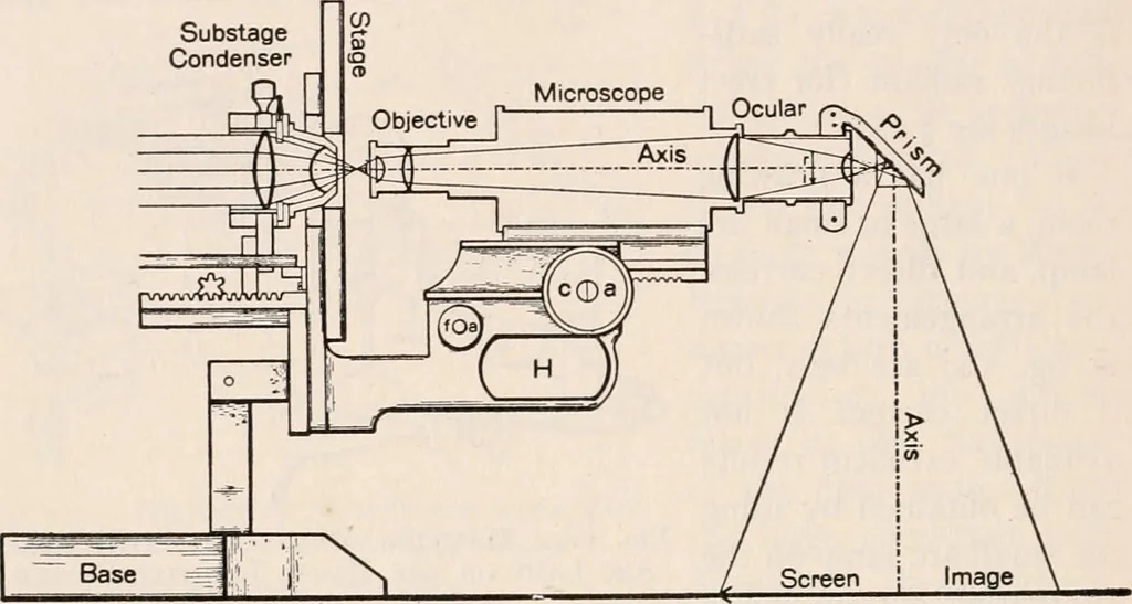 An illustration from The microscope; an introduction to microscopic methods and to histology, 1917, leaf 201