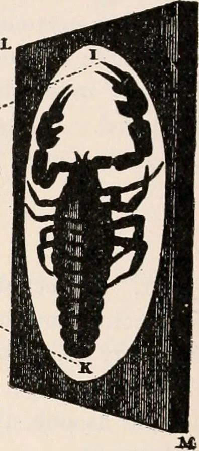 An illustration from The microscope; an introduction to microscopic methods and to histology, 1917, leaf 211
