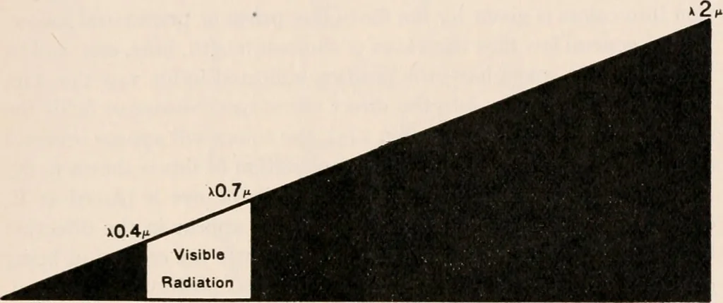 An illustration from The microscope; an introduction to microscopic methods and to histology, 1917, leaf 260