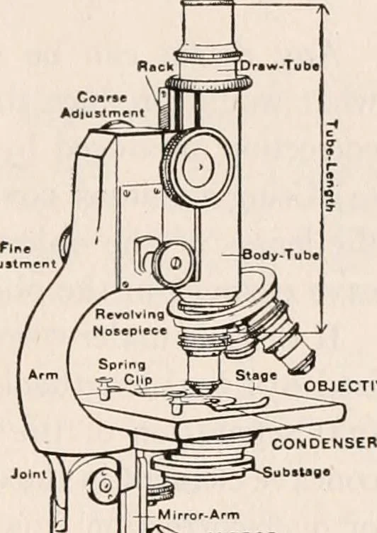 An illustration from The microscope; an introduction to microscopic methods and to histology, 1917, leaf 300