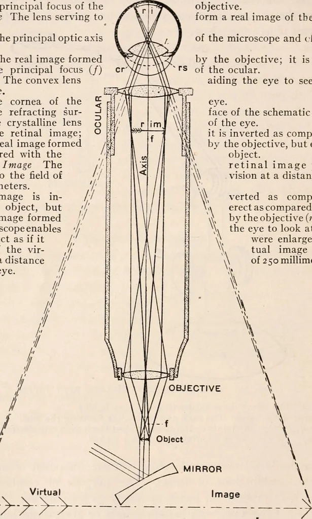 An illustration from The microscope; an introduction to microscopic methods and to histology, 1917, leaf 31