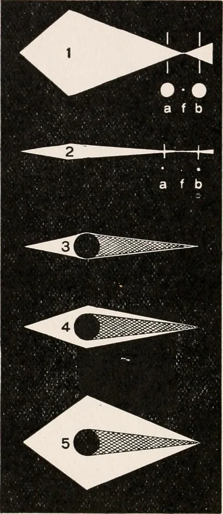 An illustration from The microscope; an introduction to microscopic methods and to histology, 1917, leaf 317