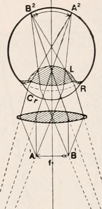 An illustration from The microscope; an introduction to microscopic methods and to histology, 1917, leaf 319