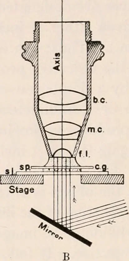 An illustration from The microscope; an introduction to microscopic methods and to histology, 1917, leaf 33