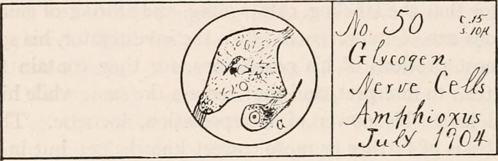 An illustration from The microscope; an introduction to microscopic methods and to histology, 1917, leaf 351