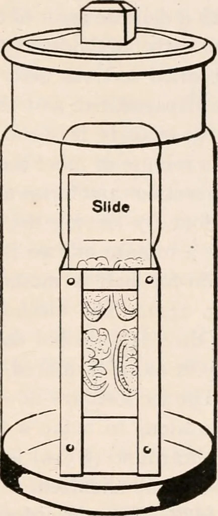 An illustration from The microscope; an introduction to microscopic methods and to histology, 1917, leaf 398