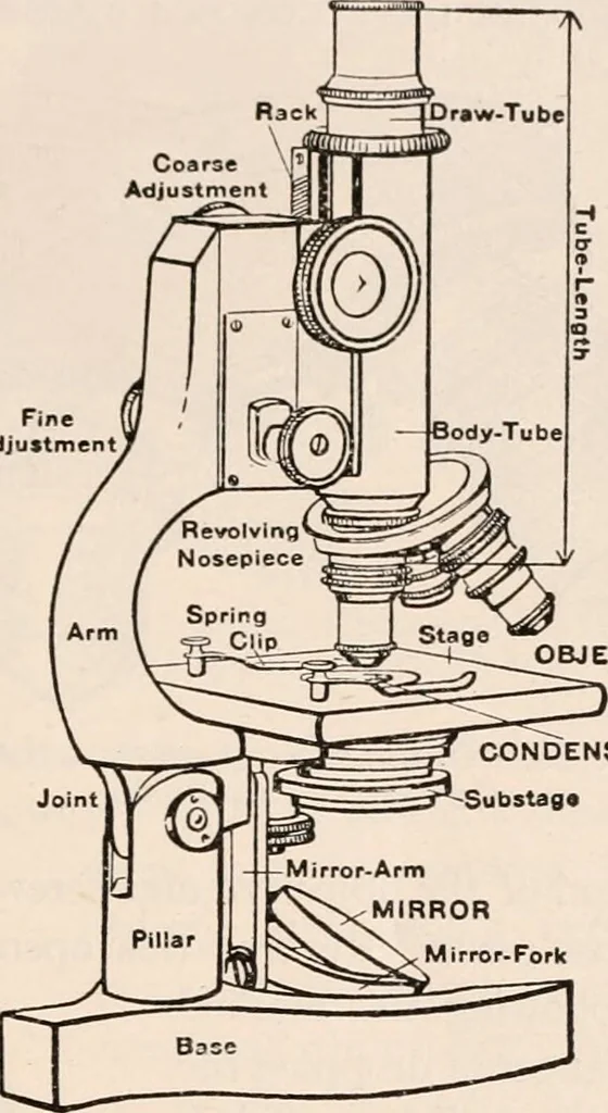 An illustration from The microscope; an introduction to microscopic methods and to histology, 1917, leaf 40