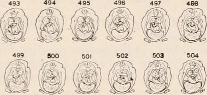 An illustration from The microscope; an introduction to microscopic methods and to histology, 1917, leaf 420