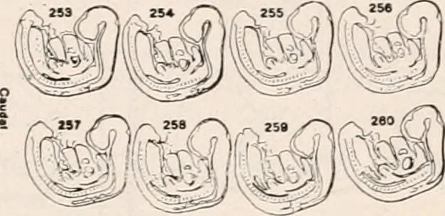 An illustration from The microscope; an introduction to microscopic methods and to histology, 1917, leaf 423