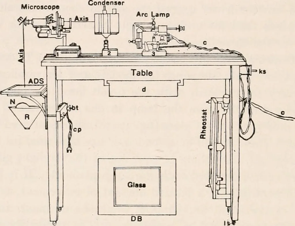 An illustration from The microscope; an introduction to microscopic methods and to histology, 1917, leaf 433