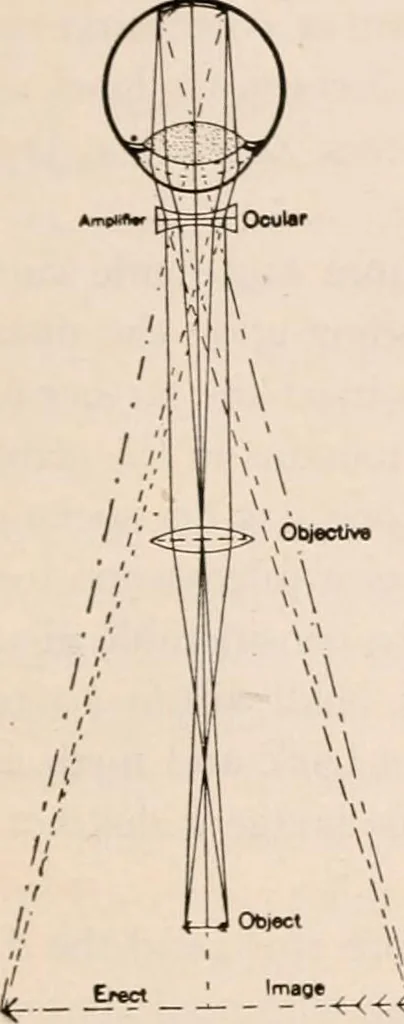 An illustration from The microscope; an introduction to microscopic methods and to histology, 1917, leaf 442