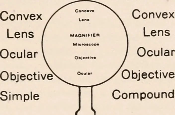 An illustration from The microscope; an introduction to microscopic methods and to histology, 1917, leaf 456