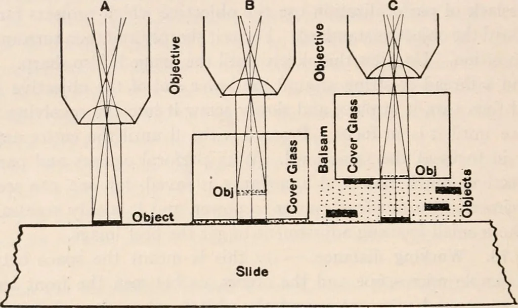 An illustration from The microscope; an introduction to microscopic methods and to histology, 1917, leaf 53