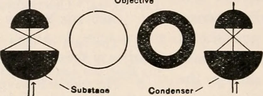 An illustration from The microscope; an introduction to microscopic methods and to histology, 1917, leaf 79