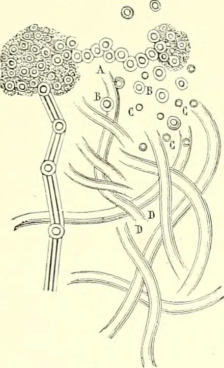 An illustration from The microscope : its construction and management : including technique, photo-micrography, and the past and future of the microscope, 1893, leaf 312