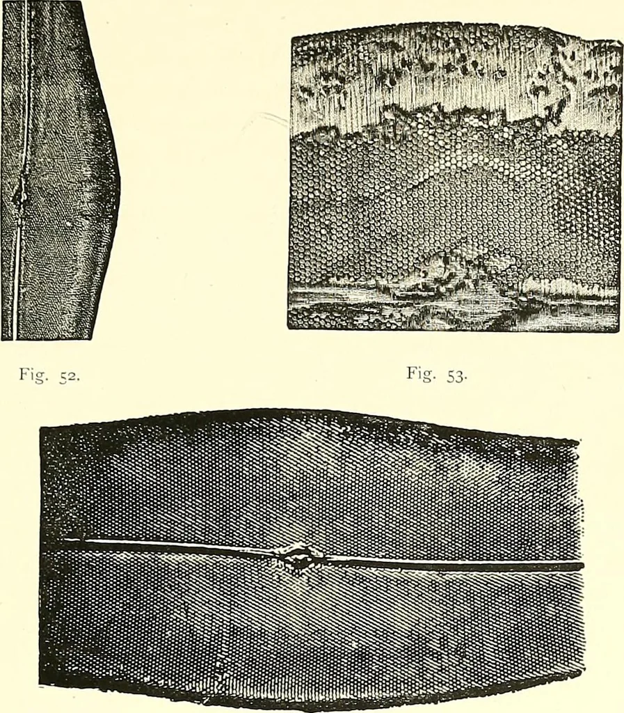 An illustration from The microscope : its construction and management : including technique, photo-micrography, and the past and future of the microscope, 1893, leaf 82