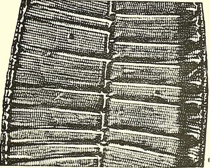 An illustration from The microscope : its construction and management : including technique, photo-micrography, and the past and future of the microscope, 1893, leaf 82