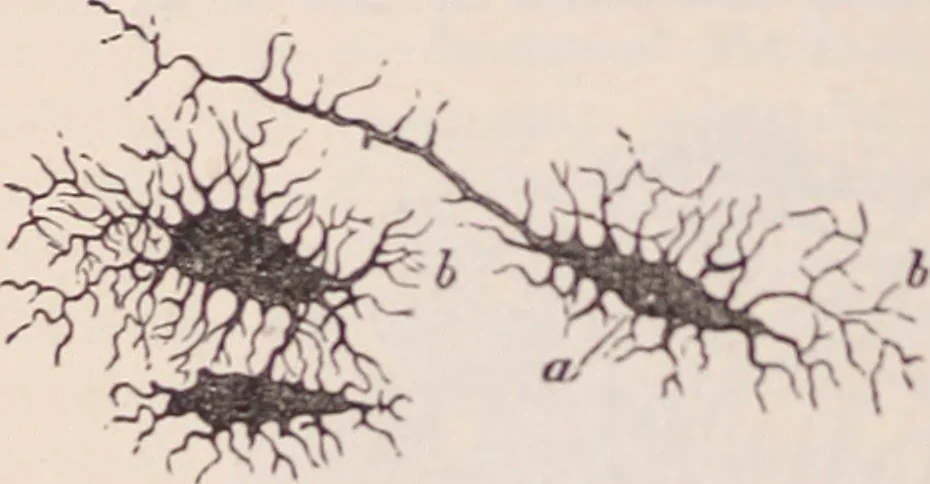 An illustration from The microscope and its revelations, 1891, leaf 1009