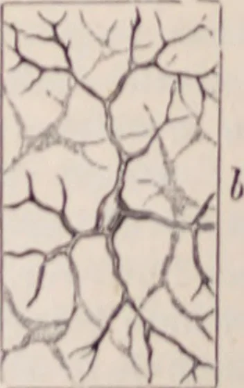 An illustration from The microscope and its revelations, 1891, leaf 1009
