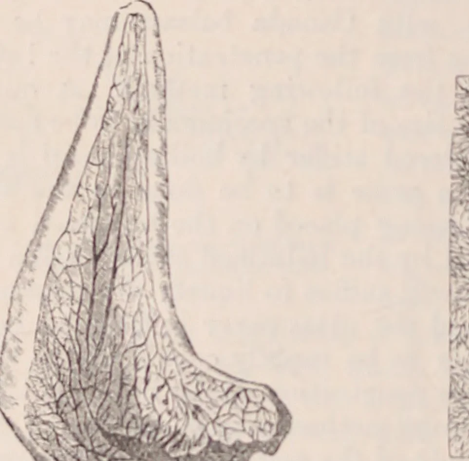 An illustration from The microscope and its revelations, 1891, leaf 1011