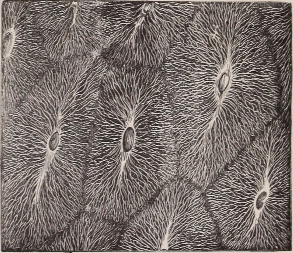 An illustration from The microscope and its revelations, 1891, leaf 1012