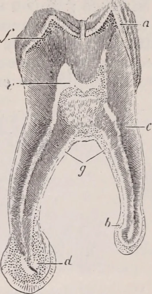 An illustration from The microscope and its revelations, 1891, leaf 1012