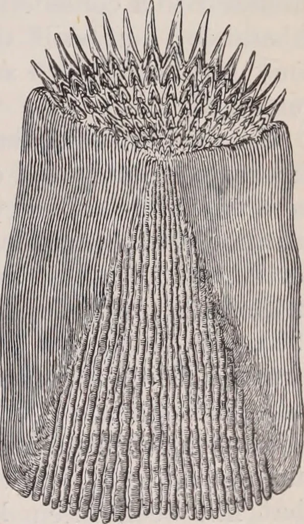 An illustration from The microscope and its revelations, 1891, leaf 1014