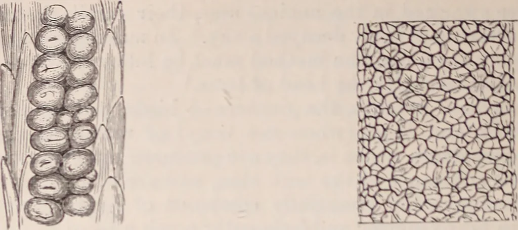 An illustration from The microscope and its revelations, 1891, leaf 1017