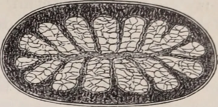 An illustration from The microscope and its revelations, 1891, leaf 1018