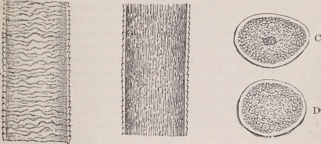 An illustration from The microscope and its revelations, 1891, leaf 1018