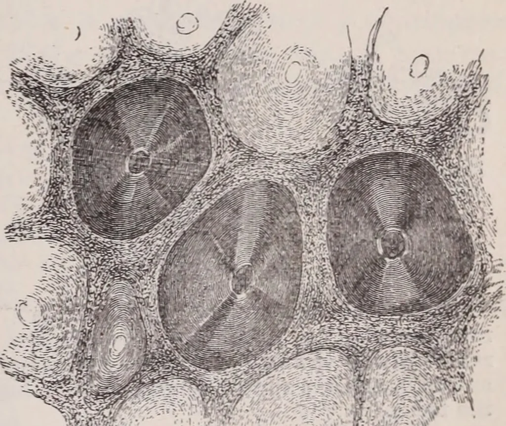 An illustration from The microscope and its revelations, 1891, leaf 1020