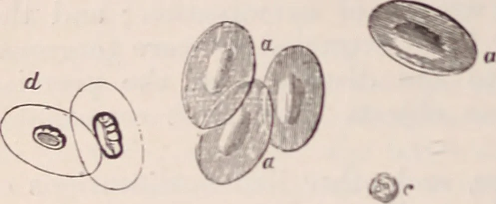 An illustration from The microscope and its revelations, 1891, leaf 1021