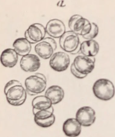 An illustration from The microscope and its revelations, 1891, leaf 1021