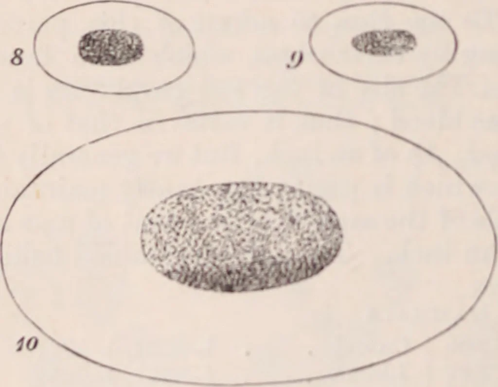 An illustration from The microscope and its revelations, 1891, leaf 1023