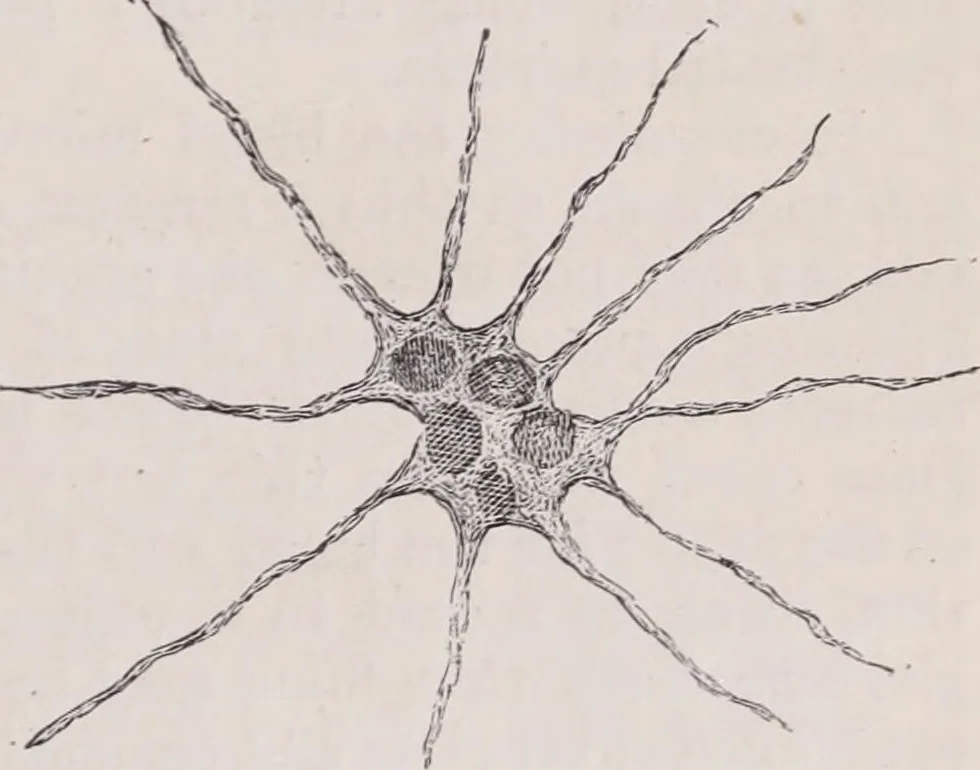 An illustration from The microscope and its revelations, 1891, leaf 1024