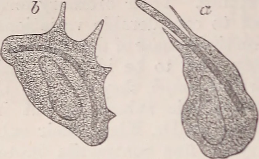 An illustration from The microscope and its revelations, 1891, leaf 1025