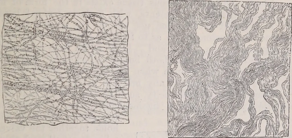 An illustration from The microscope and its revelations, 1891, leaf 1026