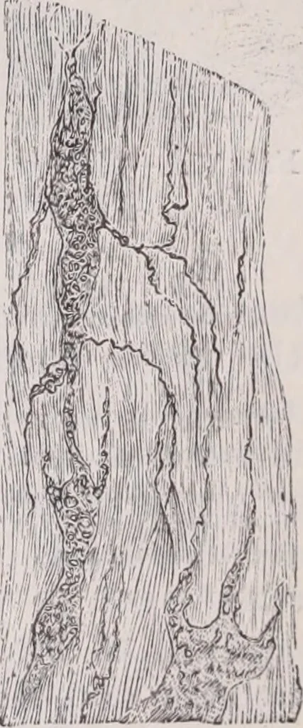An illustration from The microscope and its revelations, 1891, leaf 1026