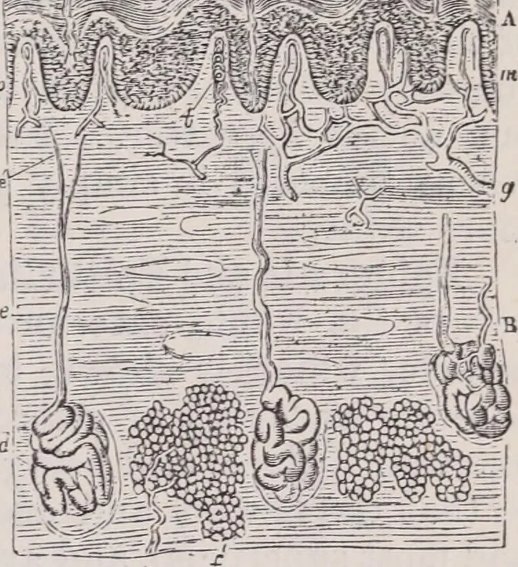 An illustration from The microscope and its revelations, 1891, leaf 1028