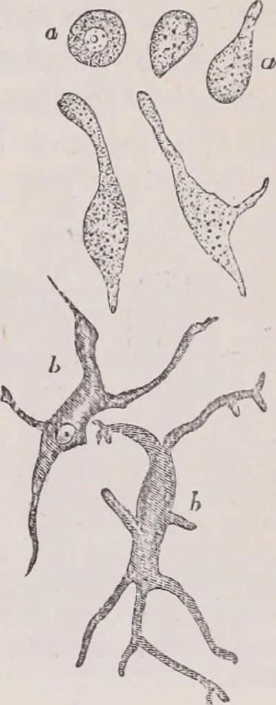 An illustration from The microscope and its revelations, 1891, leaf 1030