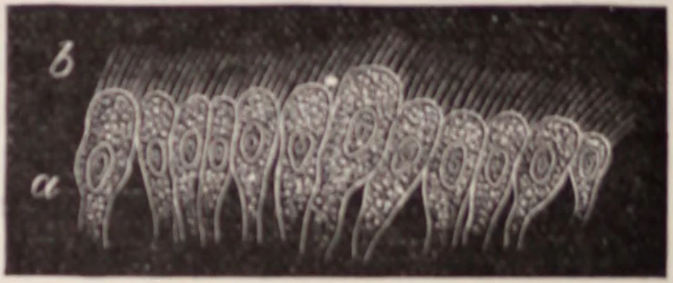 An illustration from The microscope and its revelations, 1891, leaf 1031