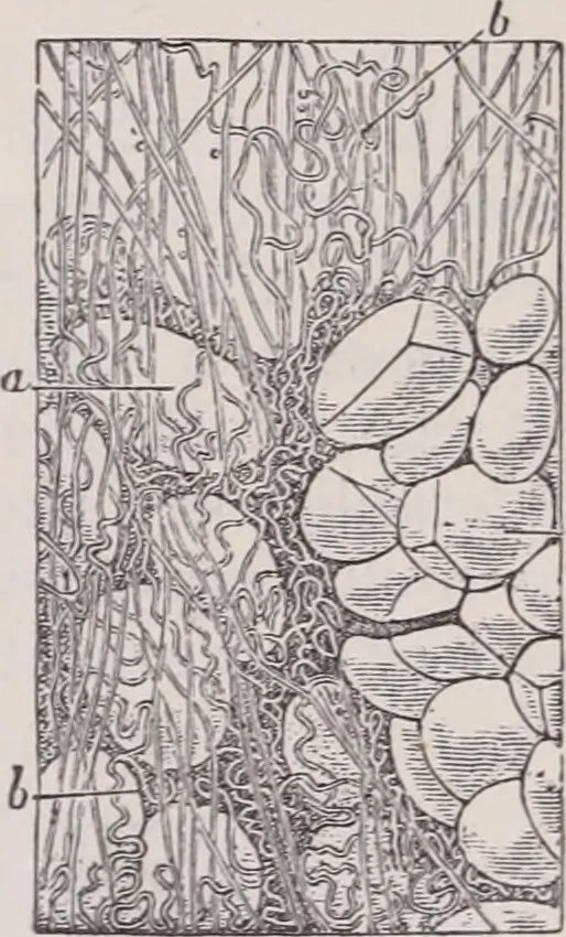 An illustration from The microscope and its revelations, 1891, leaf 1032