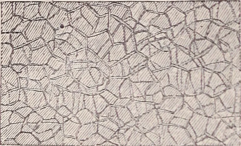 An illustration from The microscope and its revelations, 1891, leaf 1033
