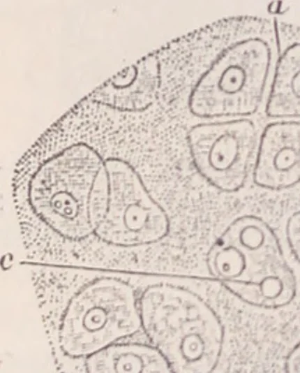 An illustration from The microscope and its revelations, 1891, leaf 1033