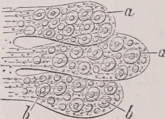 An illustration from The microscope and its revelations, 1891, leaf 1034