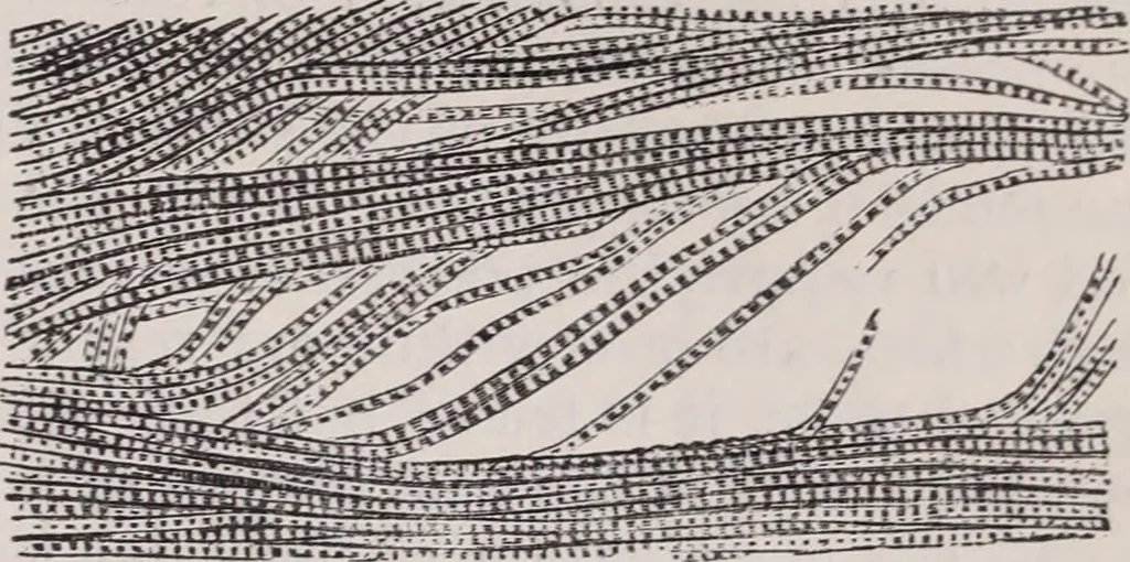 An illustration from The microscope and its revelations, 1891, leaf 1036