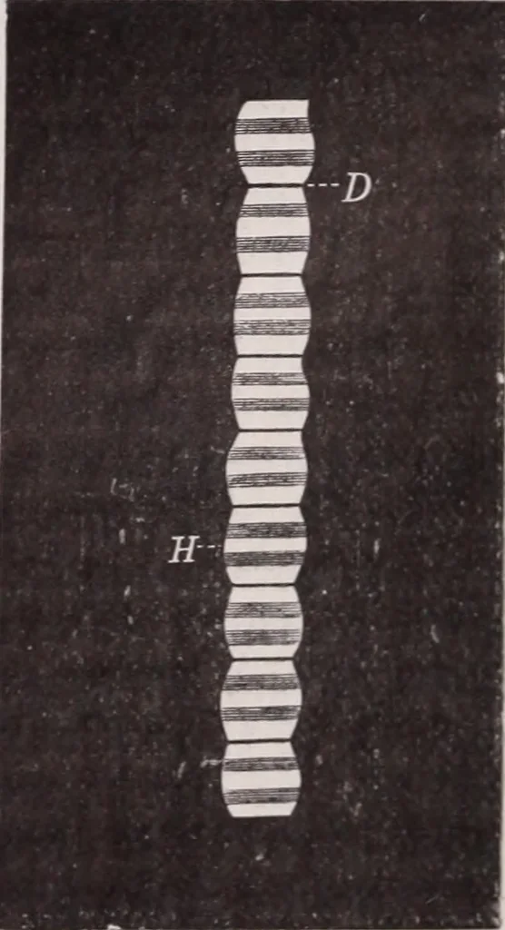 An illustration from The microscope and its revelations, 1891, leaf 1036