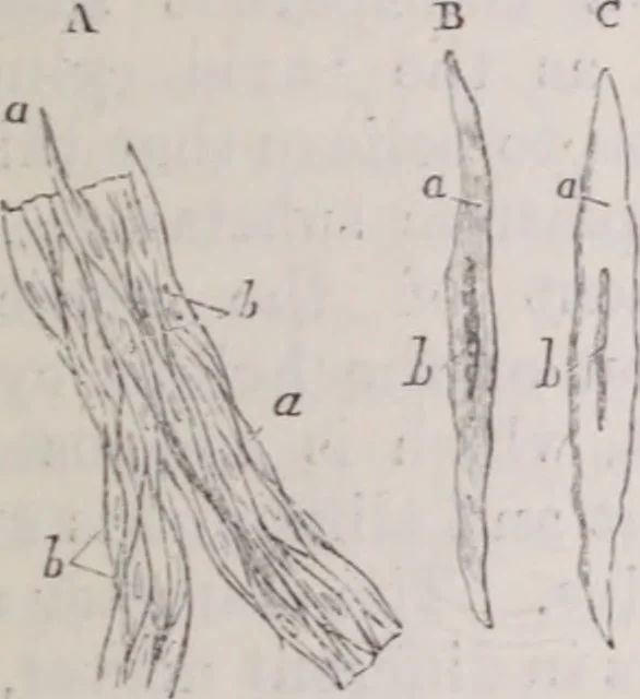 An illustration from The microscope and its revelations, 1891, leaf 1038