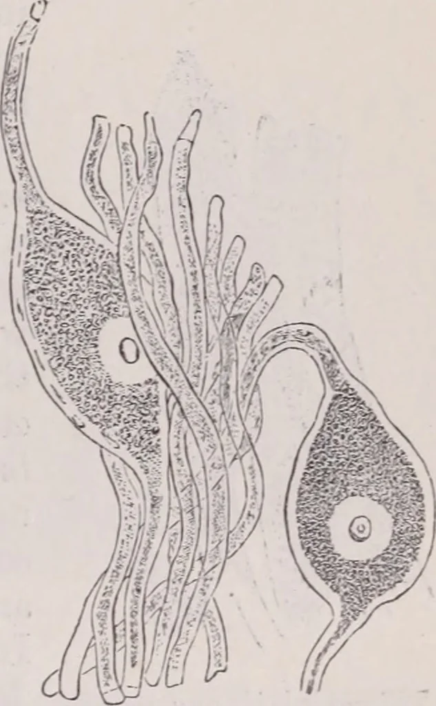 An illustration from The microscope and its revelations, 1891, leaf 1038